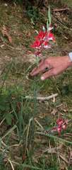 Gladiolus cardinalis