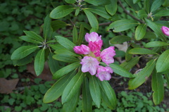 Rhododendron yakushimanum