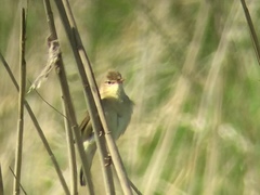 Acrocephalus palustris
