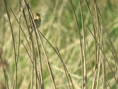 Acrocephalus palustris