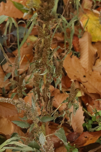 Amaranthus observed 2026-10-28