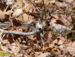 Thamnophis proximus proximus