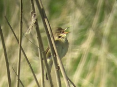 Acrocephalus palustris