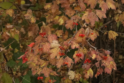 Viburnum observed 2026-10-28