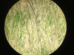 Acrocephalus palustris