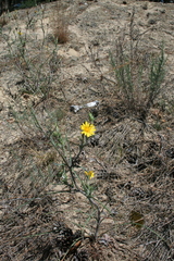 Tragopogon ucrainicus