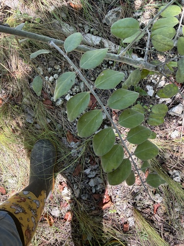 Sophora tomentosa observed 2026-10-28