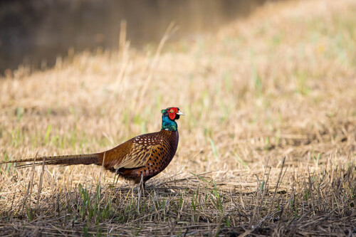 Phasianus colchicus observed 2026-10-28