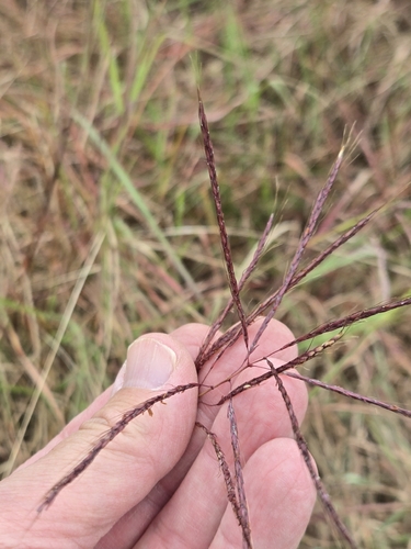 Bothriochloa bladhii observed 2026-10-27