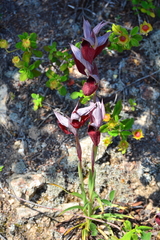 Serapias cordigera