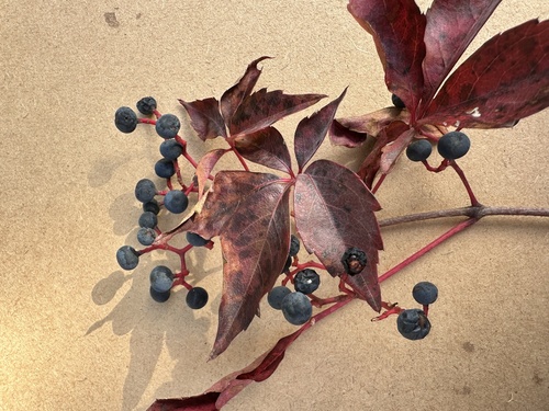 Cissus observed 2026-10-28
