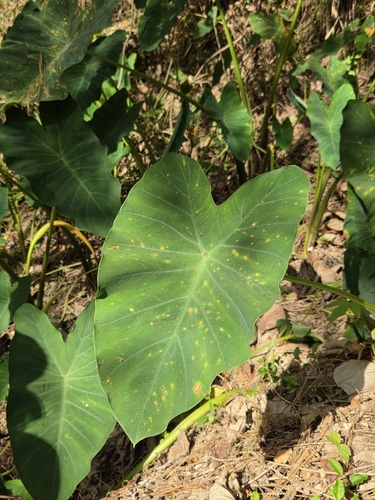 Colocasia esculenta observed 2026-10-28