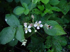 Rubus robiae
