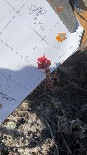 Castilleja observed 2026-10-28