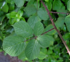 Rubus robiae