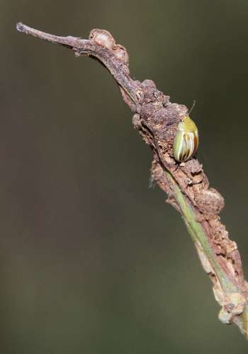 Image of Acacia leprosa by (c) Russell Best, some rights reserved (CC BY)