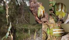 Acacia leprosa uninervia