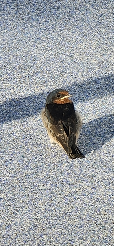 Hirundo tahitica observed 2026-10-29