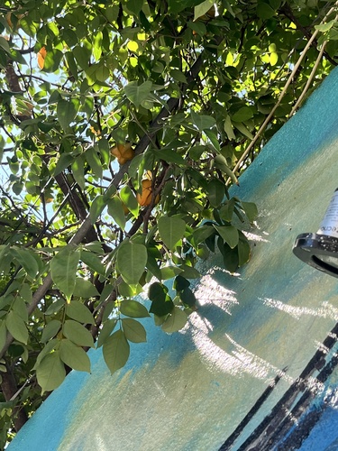 Averrhoa carambola observed 2026-10-28