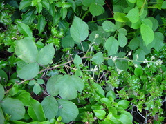 Rubus robiae