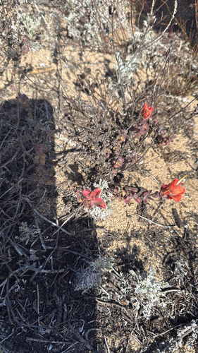 Castilleja observed 2026-10-28