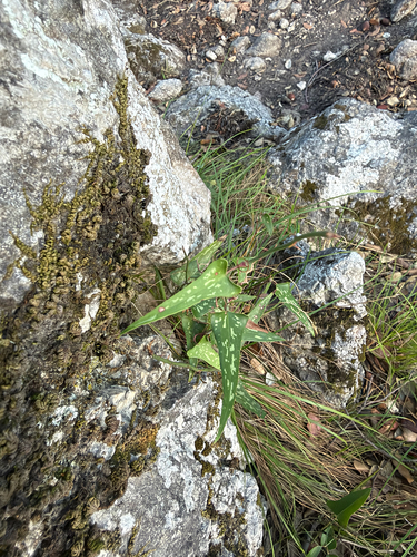 Smilax observed 2026-10-28