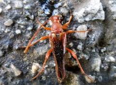 Neobellamira delicata