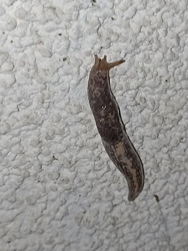 Deroceras reticulatum observed 2026-10-28