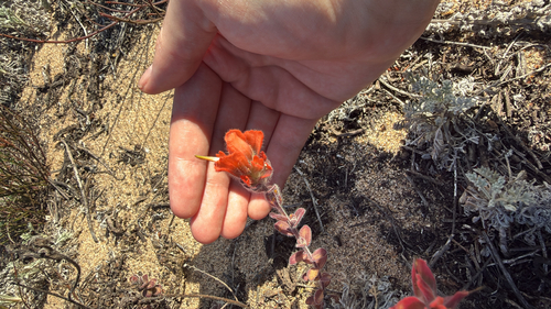 Castilleja observed 2026-10-28