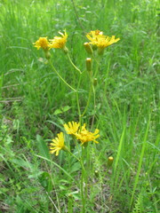 Crepis mollis