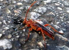 Neobellamira delicata