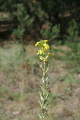 Erysimum canum