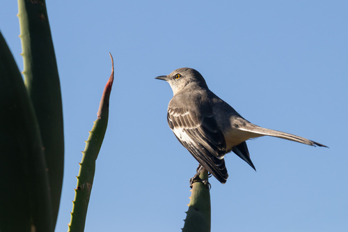 Mimus polyglottos observed 2026-10-28