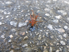 Neobellamira delicata