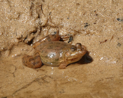 Euphlyctis cyanophlyctis