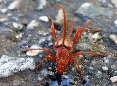 Neobellamira delicata