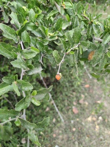 Celtis observed 2026-10-28