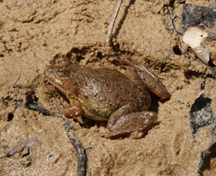 Euphlyctis cyanophlyctis