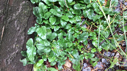 Prunella vulgaris observed 2026-10-28