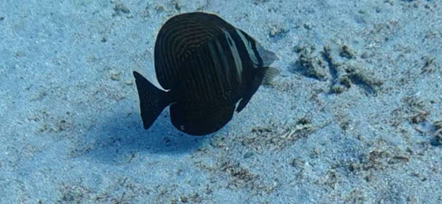 Zebrasoma observed 2026-10-28
