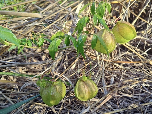 Cardiospermum halicacabum observed 2026-10-28