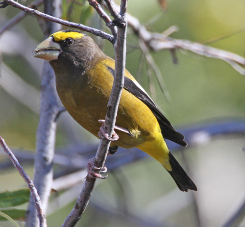 Coccothraustes coccothraustes observed 2026-10-28