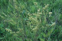 Spiraea media
