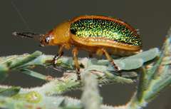 Calomela parilis