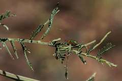 Calomela parilis