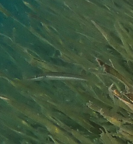 Cheilio inermis observed 2026-10-18