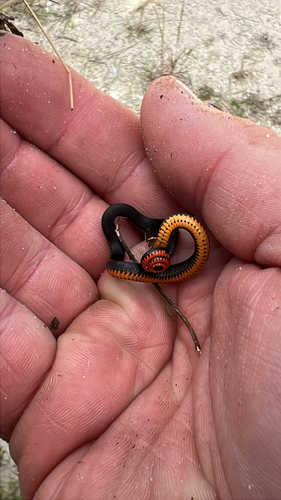 Diadophis punctatus observed 2026-10-28