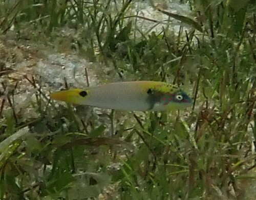 Halichoeres trimaculatus observed 2026-10-18