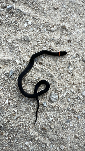 Diadophis punctatus observed 2026-10-28
