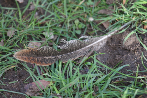 Phasianus colchicus observed 2026-10-28
